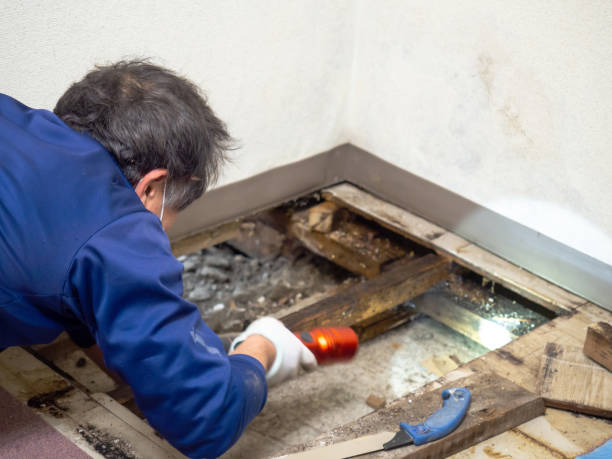 Best Crawl Space Mold Removal  in Ina, IL