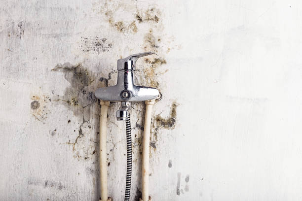 Best Toxic Mold Removal  in Ina, IL