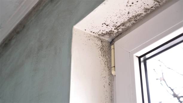Best Mold Testing  in Ina, IL