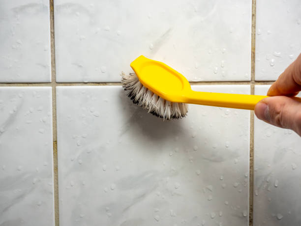 Mold Removal Process in Ina, IL