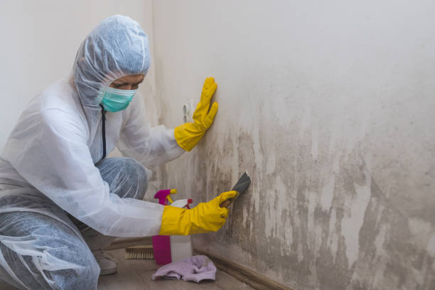 Best Certified Mold Removal  in Ina, IL