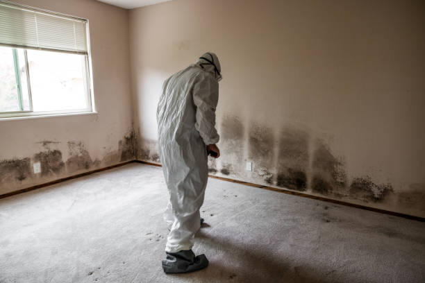 Best Mold Removal Specialists  in Ina, IL