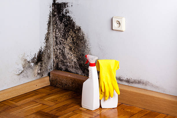 Best Mold Testing  in Ina, IL