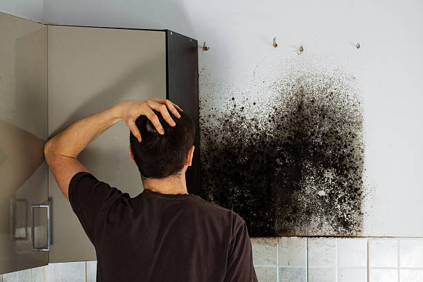 Best Professional Mold Removal  in Ina, IL