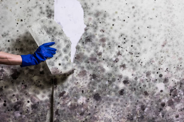 Best Mold Removal Process  in Ina, IL