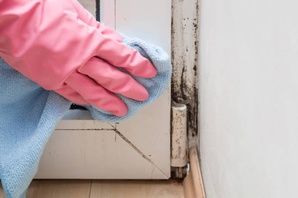 Professional Mold Removal in Ina, IL