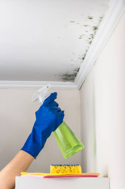 Best Best Mold Removal Companies  in Ina, IL
