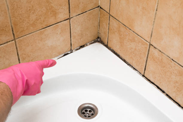 Best Fast Mold Removal  in Ina, IL